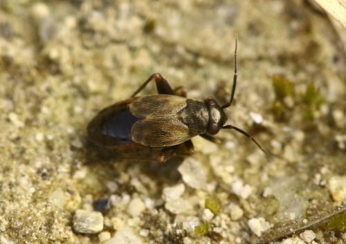Chlamydatus saltitans